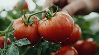 Fresh ripe red tomatoes with water drops on vine, green leaves in background. Natural organic produce with morning dew, macro photography.