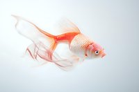 Orange and white fantail goldfish swimming gracefully against light background, flowing fins and scales creating ethereal underwater movement pattern.