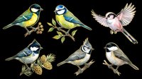 Colorful songbirds collection isolated on transparent background, ready for t-shirt designs, clipart, stickers, sublimation and print-on-demand projects.