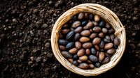 Fresh pecan nuts in woven basket on dark fertile soil background, organic harvest concept for agriculture and natural food production.