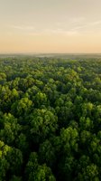 Aerial view of lush green forest canopy at golden hour sunset with warm sky and endless treetops stretching to horizon for environmental conservation concepts.