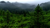 Misty mountain landscape with dense evergreen forest covering slopes in morning fog, creating atmospheric layers of pine trees stretching into distant peaks.