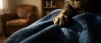 Close-up of cat paws resting on blue knit blanket in cozy living room with leather furniture and warm sunlight for home comfort and pet lifestyle content.