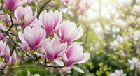 Pink magnolia flowers blooming on tree branches in spring garden with soft natural light and blurred background for seasonal decoration projects.