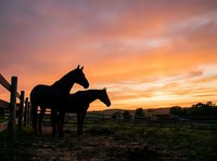 Silhouettes of two horses standing by wooden fence at sunset with golden orange sky and rural landscape in background, suitable for equestrian, farm, and nature themes.