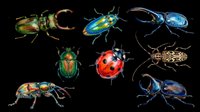 Colorful beetle and bug collection isolated on transparent background, ready for clipart, stickers, t-shirt design, print on demand, and sublimation projects.