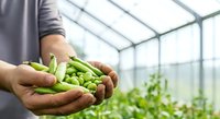 Farmer holding fresh green peas in hands inside greenhouse with blurred plants in background, representing organic vegetable farming and sustainable agriculture harvest.