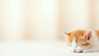 Adorable orange and white kitten sleeping peacefully on soft surface with warm beige background for pet care and animal wellness content.
