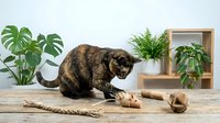 Tortoiseshell cat playing with natural jute rope and wooden toys on rustic table surrounded by green houseplants in bright modern interior setting.