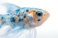Spotted blue and orange goldfish with flowing fins in macro photography against white background, showing detailed scales and eye pattern.