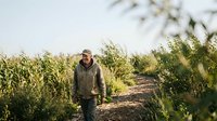 Male farmer in work clothes walking through vegetable garden rows during harvest season, sustainable agriculture and organic farming concept.