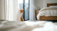 Orange and white cat sitting by bedroom window with natural light streaming through white curtains creating peaceful morning atmosphere in modern home.