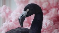 Elegant black flamingo with glossy feathers against soft pink cherry blossom background, creating dramatic contrast for nature and wildlife photography.
