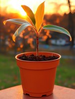 Young plant seedling growing in terracotta pot at sunset, backlit by golden hour sun creating warm glow through leaves. Natural bokeh background adds depth.
