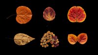 Autumn fall leaves collection isolated on transparent background, ready for t-shirt design, clipart, stickers, print-on-demand products and sublimation projects.