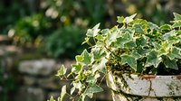 Variegated ivy trailing from weathered stone planter in sunlit garden setting, suitable for landscaping, gardening, and outdoor design projects.