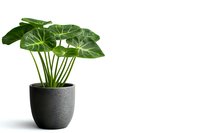 Tropical Alocasia plant with large green leaves in modern dark gray concrete pot isolated on white background, minimalist home decor styling.