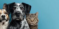 Adorable pet trio with spotted dog, beige puppy, and tabby cat looking at camera against blue background. Perfect for veterinary or pet care advertising.