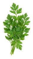 Fresh green parsley bunch isolated on white background for culinary and cooking designs.