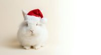 Adorable white rabbit wearing red Santa hat for Christmas holiday celebrations and festive seasonal greeting cards or winter pet photography projects.