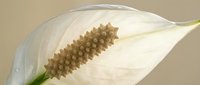 White peace lily flower with detailed spadix closeup on neutral background for botanical and floral design projects.