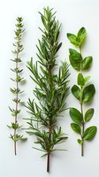 Fresh aromatic herbs arranged in vertical composition on white background - oregano, rosemary and basil sprigs isolated for culinary and design projects.