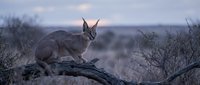 Wild caracal cat sitting on fallen tree branch in natural desert habitat during twilight hours with ears alert and focused expression.