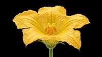 Bright yellow daylily flower with delicate petals and prominent stamens, isolated on transparent background. Ready for clipart, t-shirt design, stickers, print-on-demand products, and sublimation projects.