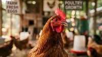 Brown hen with red comb in farm market setting with blurred poultry and fresh produce signs in background for agricultural and organic food concepts.