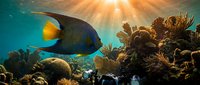 Tropical angelfish swimming near coral reef formations underwater with sunlight rays filtering through ocean water.