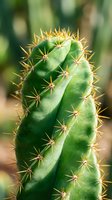 Close-up of green cactus with golden spines in natural sunlight. Desert succulent plant with sharp thorns for botanical and nature themes.
