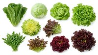 Assorted fresh lettuce and leafy greens varieties isolated on white background, including romaine, iceberg, butterhead, and red leaf types for salad preparation and healthy eating.