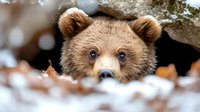 Brown bear cub peeking through snowy ground with curious expression, close up portrait showing fuzzy ears and nose against blurred winter forest background.
