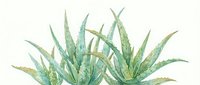 Watercolor aloe vera plant with green and yellow striped leaves isolated on white background, suitable for botanical illustrations, wellness designs, and natural product packaging.