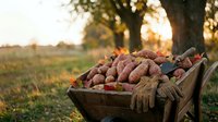 Wooden wheelbarrow filled with fresh harvested potatoes at sunset in countryside farm field with golden light filtering through trees during autumn harvest season.