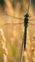Green dragonfly perched on reed stem with translucent wings spread wide against warm golden bokeh background in natural wetland habitat.