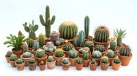 Collection of diverse cacti and succulents in terracotta pots arranged on white background, perfect for home decor, gardening projects and botanical designs.