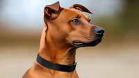 Brown mixed breed dog with collar looking up outdoors in natural lighting for pet care and animal companionship concepts.