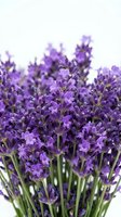Purple lavender flowers in full bloom with green stems isolated on white background, suitable for floral designs, botanical prints, and decorative projects.