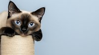 Curious Siamese cat with bright blue eyes peeks out from inside cardboard scratching post against light blue background, playful feline portrait.