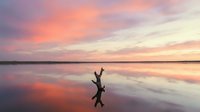 Silhouette of bare tree branch protruding from calm water at sunset, reflecting pink and orange sky, serene landscape for nature and environmental themes.