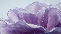 Delicate purple rose petals with water droplets in macro photography, showing intricate details and soft curves in romantic pastel tones. Suitable for wellness designs.