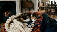 Tabby and white cat wrapped in cozy knit blankets near fireplace, warm home interior setting for lifestyle and comfort themes.