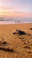 Baby sea turtle crawling across sandy beach toward ocean waves at sunrise, depicting wildlife conservation and marine life in natural coastal habitat.