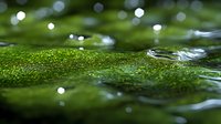 Macro shot of water droplets on green duckweed surface creating natural bokeh effect. Tranquil pond water with floating aquatic plants and sparkling highlights.