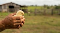 Farmer holding newborn yellow chick in hands at rural farm with barn and pasture in background, agricultural livestock care and poultry farming concept.
