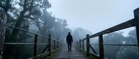 Man standing alone on wooden bridge pathway through misty forest landscape, solitude and contemplation concept for wellness, mental health, nature retreat and peaceful outdoor exploration.