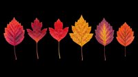 Autumn leaves in red, burgundy, yellow, and orange shades isolated on transparent background. Ready for t-shirt designs, clipart, stickers, sublimation, and print-on-demand projects.