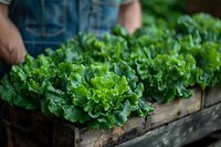 Fresh green lettuce heads growing in rustic wooden box, organic farming concept with vibrant leafy vegetables in natural garden setting.