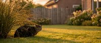 Tabby cat resting on green lawn beside ornamental grass at golden sunset in a cozy suburban backyard garden setting.